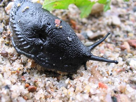 Slug Free Photo Download | FreeImages