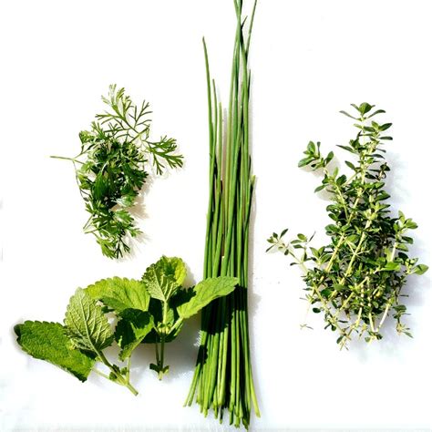 Growing Herbs - How to Grow, Store and Use Fresh Herbs