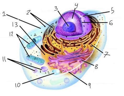 Cells Flashcards | Quizlet