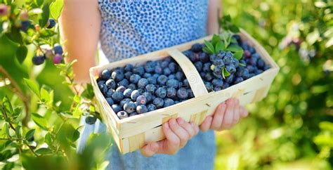 Cute Little Girl Picking Fresh Berries on Organic Blueberry Farm on ...