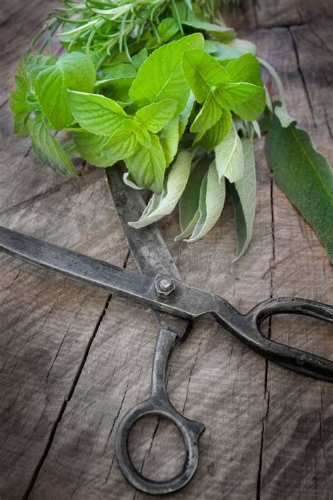 Freshly harvested herbs stock photo. Image of natural - 20088092