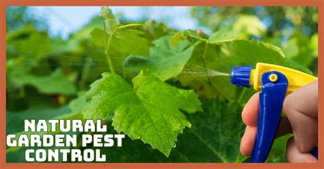 Ultimate Guide To Natural Garden Pest Control In 2025
