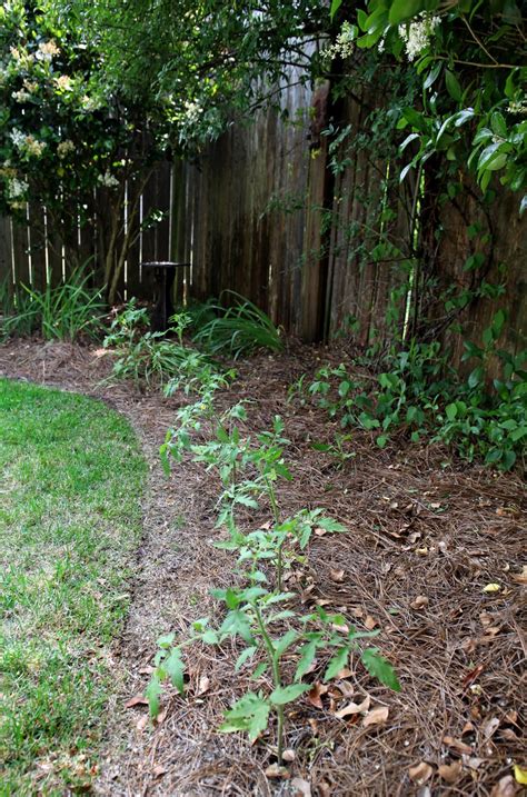 Southern Lagniappe: A Happy Little Tomato Patch