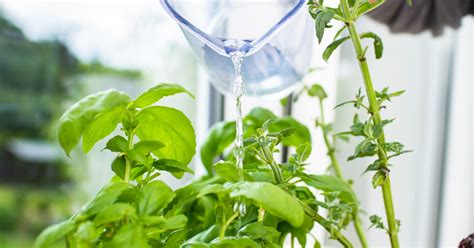 How to infuse garden herbs for maximum flavor in simple homemade dishes?