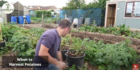 Gardening With Kids: Fun And Educational Activities - Simplify Gardening