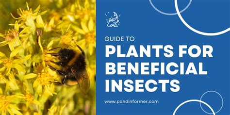 10 Plants That Attract Beneficial Insects (Top Picks) - Pond Informer