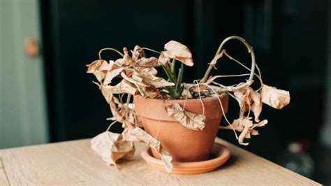 How to Bring Wilted Plants Back to Life: 7 Brilliant Tips – Greenhome ...