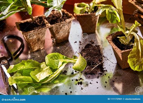 Potting Up or Transplanting Spring Seedlings Stock Image - Image of ...