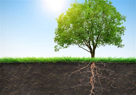 Watering the Root | The Hare Krishna Movement