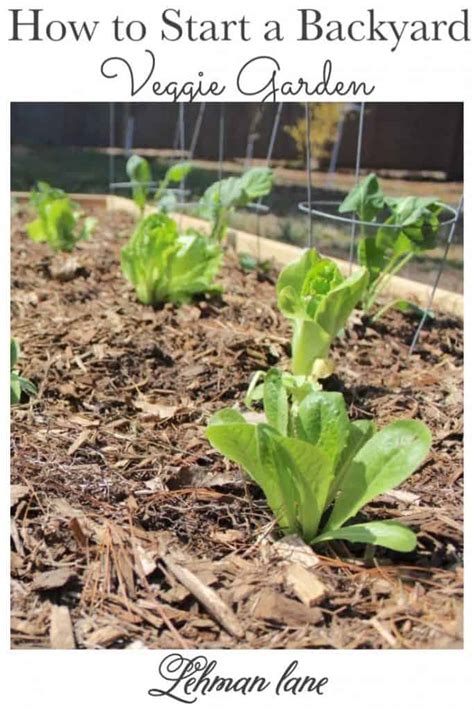 How to start a resilient backyard veggie garden that thrives with minimal input?
