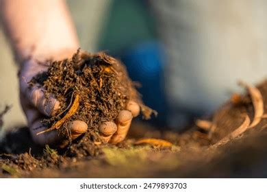 Turning Compost Pile Community Garden Compost Stock Photo 2478027659 ...