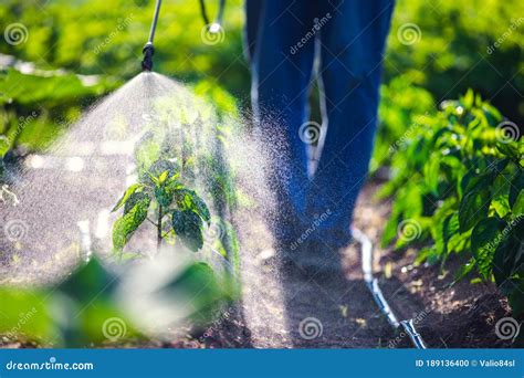 Farmer Spraying Vegetable Green Plants in the Garden with Herbicides ...