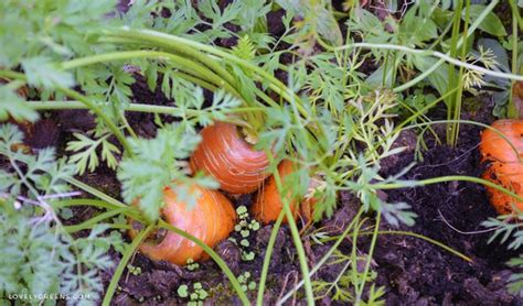 How to Store Root Vegetables in the Ground • Lovely Greens