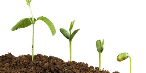 Starting Your Organic Garden – Seven Grains | Natural Market ...