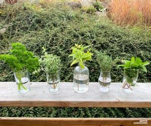Growing Herbs in Water: Tips for Success and 10 Delicious Options