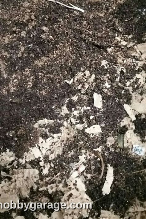 How To Experiment With Feeding Your Worms | Rick's Hobby Garage