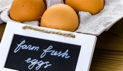 Chicken Ownership 101: Four Regulations to Consider - Hobby Farms