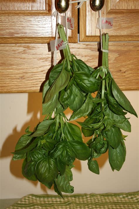 How to Cut and Dry Basil - Getty Stewart