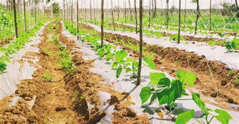 14 Do's and Don'ts of Growing an Organic Vegetable Garden