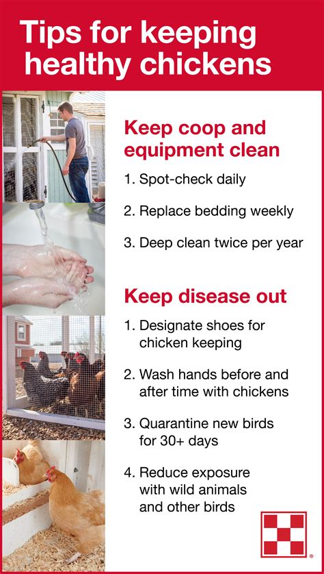 How to naturally prevent common chicken diseases on a small homestead?