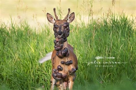 Warts and all: Minnesota deer covered in tumors goes viral - InForum ...