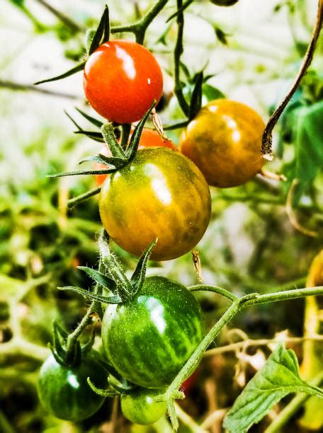 1,400+ Heirloom Tomatoes Garden Stock Photos, Pictures &amp; Royalty-Free ...