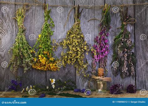 Bundle of Plants in the Drying Process Stock Photo - Image of natural ...