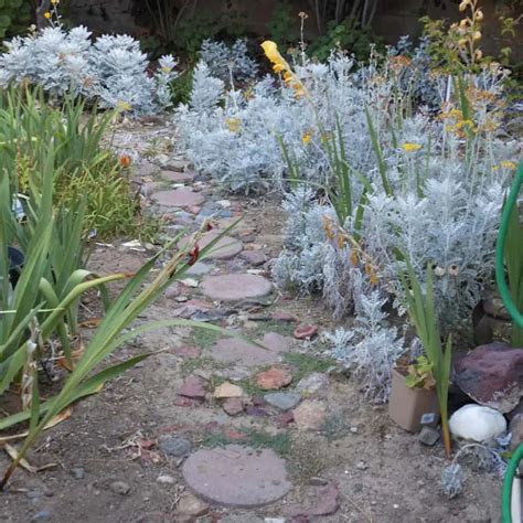 24 Garden Design Ideas for Clay Soil Gardens - Pond Informer