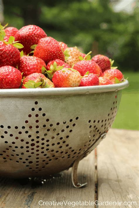 Creative Vegetable Gardener:3 Don't Miss Vegetables for Early Summer ...