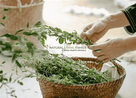 Dehydrating Herbs: Drying in a Dehydrator &amp; Hang Drying Herbs