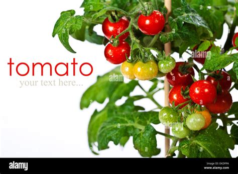 Ripe garden tomatoes Stock Photo - Alamy
