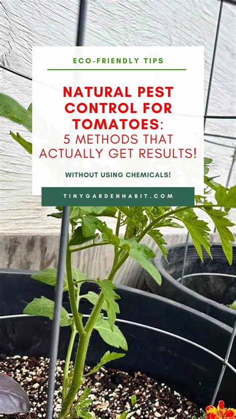 How to organically deter common garden pests from heirloom tomatoes without harsh chemicals?