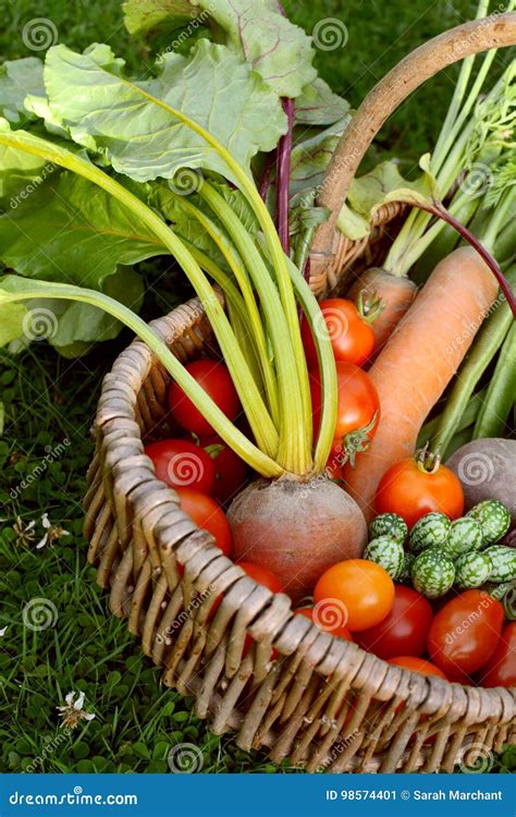 Woven Basket with Fresh Produce from a Vegetable Garden Stock Image ...