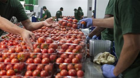 Workers Processing and Packaging Tomatoes in a Industry Editorial Photo ...