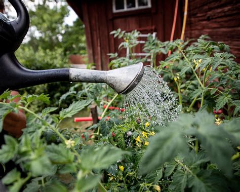 Watering tomato plants the right way is the key to success | Gardeningetc