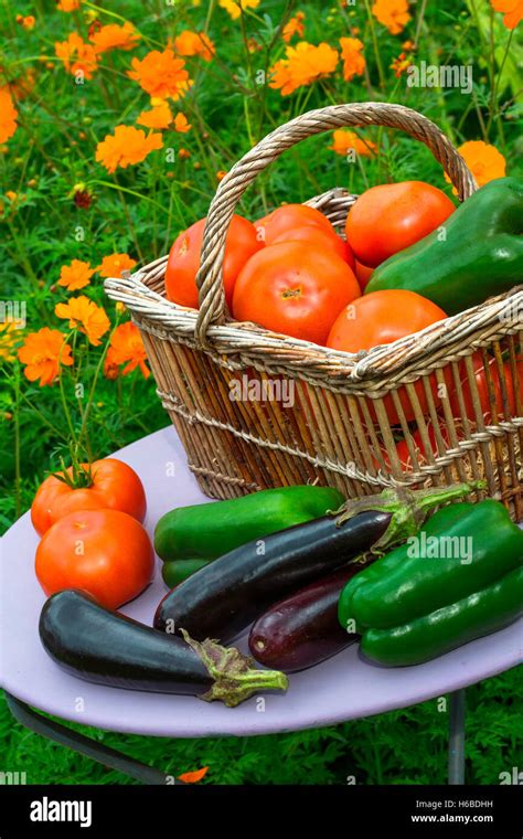 Summer harvest of vegetables on a small garden table, Provence, France ...