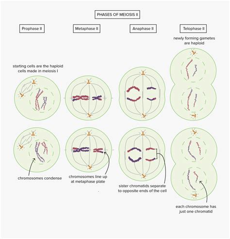 Meiosis Diagram Khan Academy , Free Transparent Clipart - ClipartKey