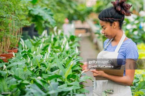 Inspecting Plants High-Res Stock Photo - Getty Images