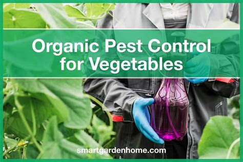 What organic methods prevent blight in a small real food kitchen garden?