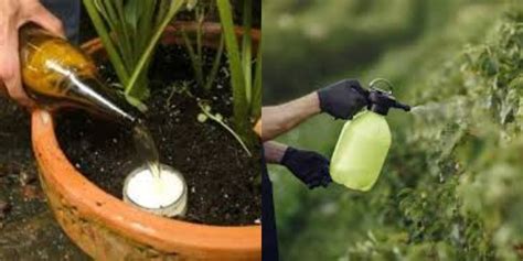 How to Make a DIY Garden Pest Spray: A Simple and Effective Natural ...