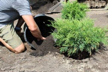 Compost: Benefits and Uses - Plant for Success