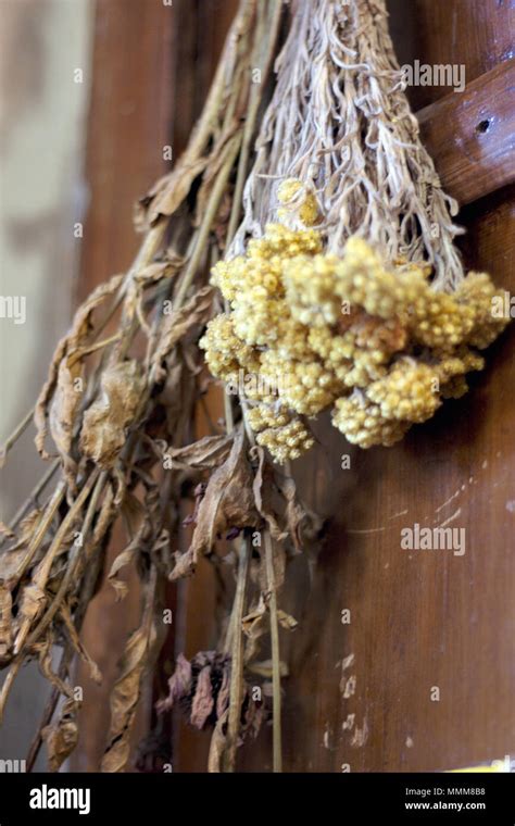 Fresh dried herb bundles of different herbs hanging on the wall Stock ...