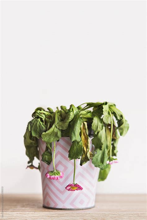 Wilted Plant