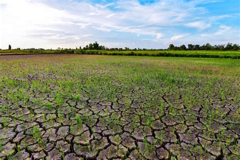 Why has spring been so warm and dry so far this year? - Met Office