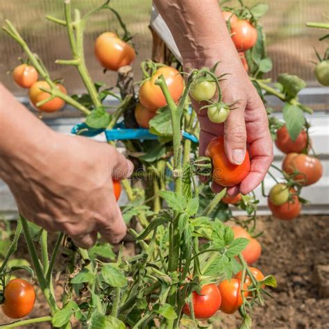 Female`s Hands Harvesting Fresh Tomatoes in the Garden in a Sunny Day ...