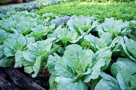 vegetables in the garden , organic vegetables growth 16287526 Stock ...