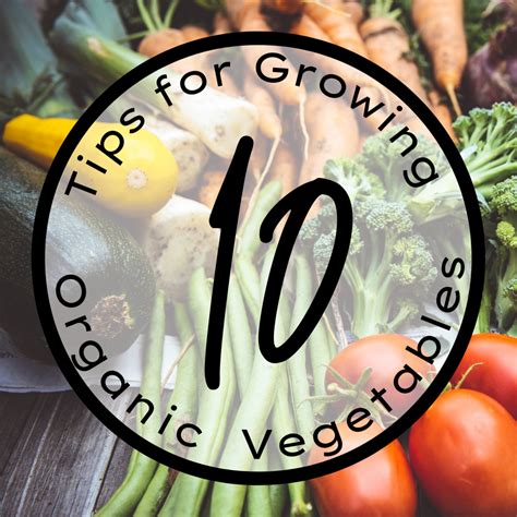 10 Tips for Growing an Organic Vegetable Garden - Dengarden