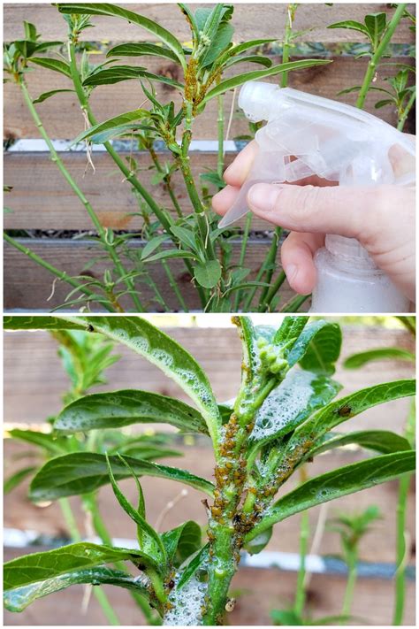 DIY Aphid Spray Recipe: How to Make Homemade Insecticidal Soap ...