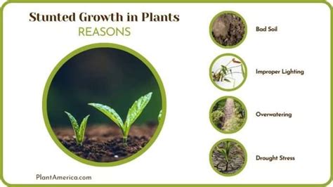 Stunted Growth in Plants: Top Reasons and Proven Solutions - Plant America