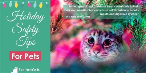 Keeping Your Pets Safe During the Holiday Season: Tips and Precautions ...